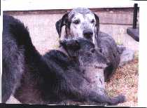 My dog Elwood making a friend