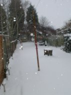My back garden, and it's snowing again